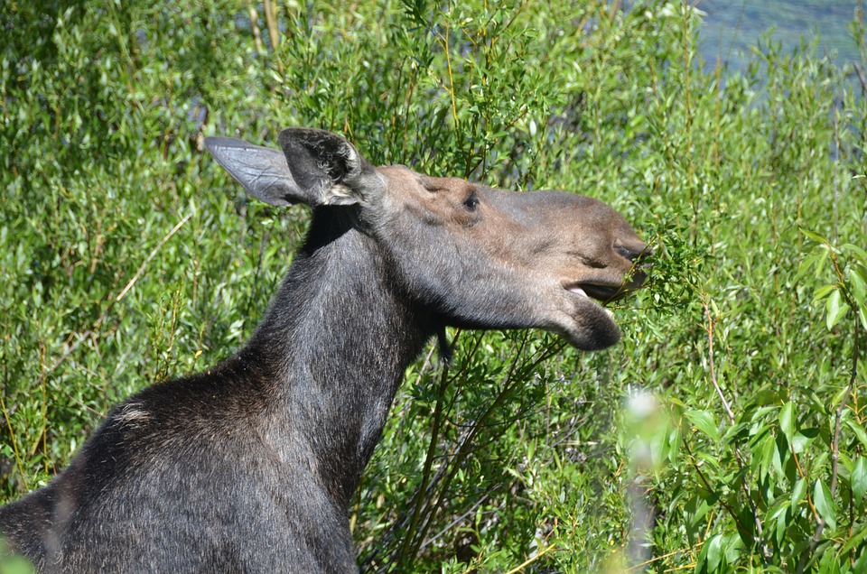 do moose have chambered stomachs