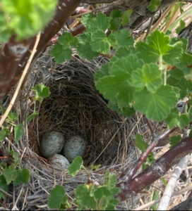 bird nest