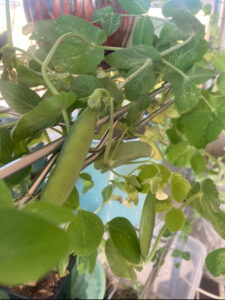 growing snow peas indoors