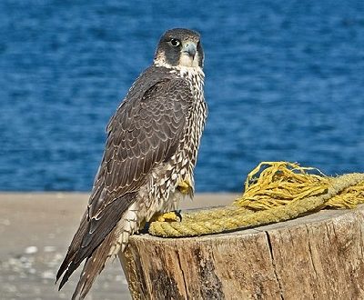 Peregrine Falcon