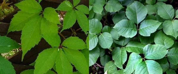 North American wildlife quizzes - poison ivy