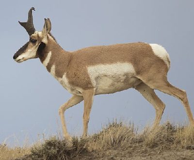 Pronghorn