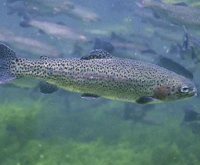 Rainbow Trout