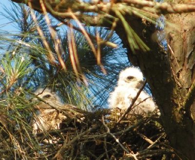 Red Shoulder Hawk