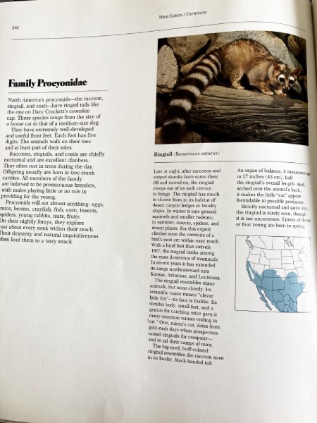 Ringtail book page from Wild Animals of North America by National Geographic