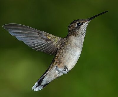 Ruby-throated Hummingbird