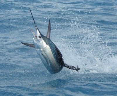 Sailfish