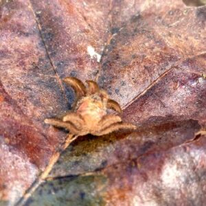 hag moth caterpillar