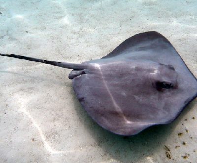 Stingray