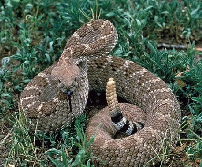 Western Diamondback Rattlesnake